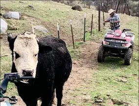  ?? CONTRIBUTE­D PHOTO ?? Mr. Boo standing near my quad, as Bob finishes up the repairs on the fence the bull keeps knocking down.