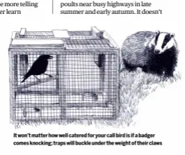  ?? ?? It won’t matter how well catered for your call bird is if a badger comes knocking; traps will buckle under the weight of their claws