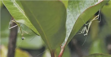  ?? BY PAM OWEN ?? Two dispersing nymphs find privacy on different plant leaves.