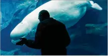  ?? CONTRIBUTE­D BY GEORGIA AQUARIUM ?? Qinu, a female beluga whale at the Georgia Aquarium, lost her offspring Tuesday. The calf did not survive childbirth. It was a firsttime pregnancy for the 9-year-old Qinu.
