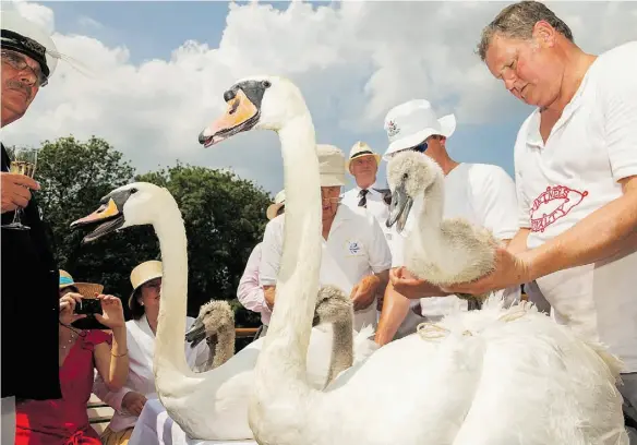  ?? Photos: The Vintners Company ?? The 600-year-old Swan Upping tradition along the River Thames hasn’t changed very much over the centuries.