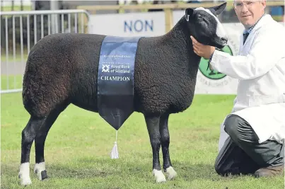  ?? Pictures: ?? The Texel champion from Robbie Wilson, North Dorlaither­s, Turriff, the Zwartbles champion from Ally Baird, Greystone Cottage, Dunblane and the Shetland sheep champion from Ian Carnegie, Broomhill, Rickarton, Stonehaven.