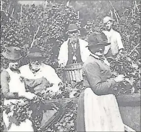  ?? ?? Clockwise from left: Hoppers in 1890, Mr and Mrs Alfie Laws of Kentish Town who lived in their delivery van, and pickers arriving at Paddock Wood in 1946