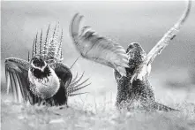  ?? Jerret Raffety / Associated Press ?? The habitat of the greater sage grouse in the western U.S. is a point of contention between Big Oil and the bird’s defenders.