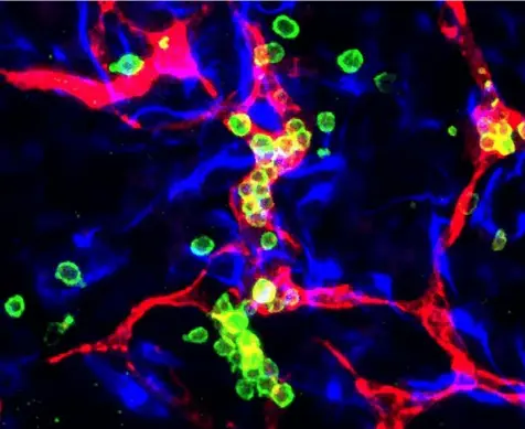  ?? Mo Ebrahimkha­ni and Joshua Hislop ?? The HeX-Embryoid model showing early blood cells (green) that have formed inside of blood vessels (red) surrounded by yolk sac mesoderm cells (blue) that support these tissues.