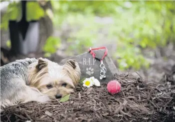  ?? PHOTO: GETTY IMAGES ?? Gone . . . Backyard burials may suit but there are better options for your deceased pet.