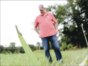  ?? MARY HIGHTOWER SPECIAL TO ENTERPRISE-LEADER ?? An armyworm stands at the top of a blade of grass in an untreated pasture in Lincoln County in 2017. This is part of a demonstrat­ion plot to assess control methods.