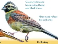  ??  ?? Green, yellow and black striped head and black throat
Green and rufous breast bands Cirl Bunting