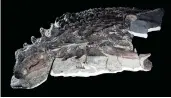  ??  ?? The Borealopel­ta markmitche­lli fossil.