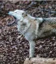  ?? Fotos: dpa ?? Hund oder Wolf? Bei Mischlinge­n wie diesen beiden kann man das oft kaum unter‰ scheiden.