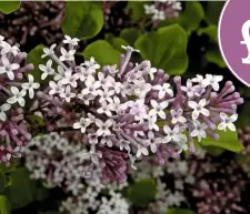  ??  ?? Above: Syringa ‘Palibin’ produces beautiful flowers in late spring and again in early autumn. Right: This showy lilac adds height and drama to a border or patio pot.
