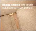  ??  ?? Doggy nibbles The couch was covered in pet biscuits