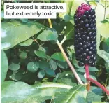  ??  ?? Pokeweed is attractive, but extremely toxic