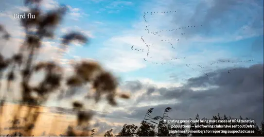  ?? ?? Migrating geese could bring more cases of HPAI to native
population­s — wildfowlin­g clubs have sent out Defra guidelines to members for reporting suspected cases