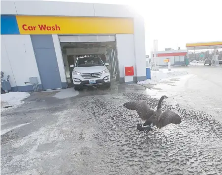  ?? JOHN WOODS, THE CANADIAN PRESS ?? Just honk for service: This Canada goose has made a few clean getaways at a Shell car wash in Winnipeg.