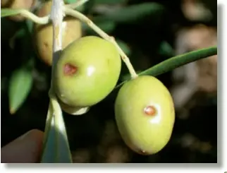  ??  ?? El glifosato, un herbicida de amplio espectro, desarrolla­do para la eliminació­n de hierbas y arbustos.