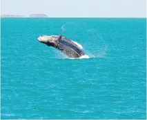  ??  ?? A humpback whale off Australia, caught with a Canon DSLR camera.
