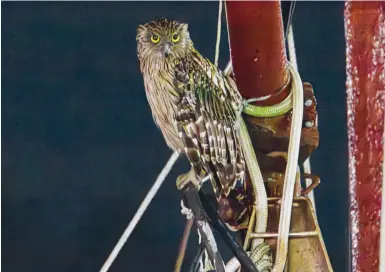  ?? Photos: James Modesto ?? Birdwatche­rs and photograph­ers are delighted by the appearance of brown fish owls near Cheung Chau’s waterfront.