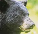  ?? Karen Chase/ Contribute­d photo ?? A close-up photo of a bear taken by Karen Chase in Kent.