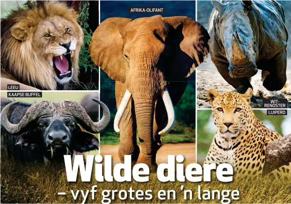  ??  ?? LEEU KAAPSE BUFFEL AFRIKA-OLIFANT WITRENOSTE­R LUIPERD