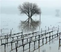  ?? AFP ?? Flooded vineyards in the Russian River Valley in Forestvill­e, California. —