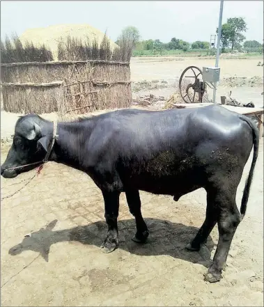  ?? Source: Livestock Census 2012 ??