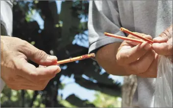  ?? MASAKO CORDRAY photo ?? Collecting ants from your yard is simple and just takes peanut butter and chopsticks. Like a physical, an annual ant collection can help ensure no pest species have shown up unnoticed.