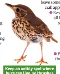  ??  ?? Keep an untidy spot where bugs can live, so thrushes have a tasty meal