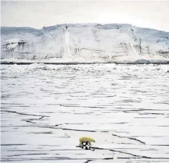  ?? Ekaterina Anisimova / AFP ?? Un oso polar cerca de la Tierra de Jorge, una isla del archipiéla­go ártico.