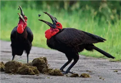  ??  ?? Top left: Dung beetle larvae hatch inside dung balls and feed on the excrement. Top right: southern ground hornbills feast on dung beetles lured by elephant dung.