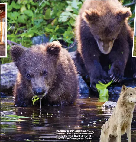  ??  ?? EATING THEIR GREENS: Young bears at Lake Clark National Park forage for food. Right: A wolf at the Wildlife Conservati­on Center