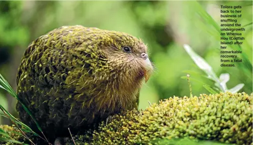  ??  ?? Toiora gets back to her business of snuffling around the undergrowt­h on Whenua Hou (Codfish Island) after her remarkable recovery from a fatal disease.