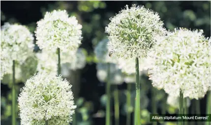  ??  ?? Allium stipitatum ‘Mount Everest’