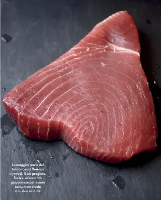  ??  ?? La maggior parte del tonno rosso (Thunnus thynnus), il più pregiato, finisce sul mercato giapponese per essere consumato crudo in sushi e sashimi.
