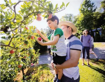  ?? SAM DEAN NYT ?? People pick apples at Grandad’s Apples in Hendersonv­ille, N.C.