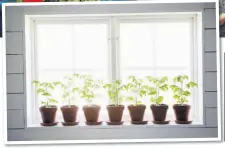  ??  ?? Give seedlings a head start by growing them in pots in a greenhouse or indoors