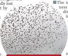  ??  ?? DANGERFloc­k of starlings hit Ryanair jet