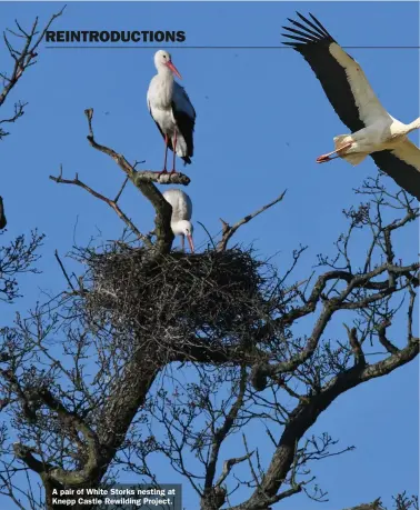  ??  ?? A pair of White Storks nesting at Knepp Castle Rewilding Project.