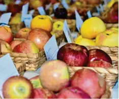  ??  ?? Unglaublic­h groß ist die Vielfalt der Apfel- und Birnensort­en in der Region. Bei einer Obstausste­llung in Ebermergen waren rund 200 Sorten zu sehen, darunter auch Raritäten.