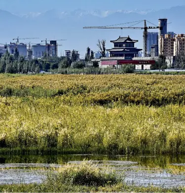  ??  ?? Zhangye National Wetland Park is crucial to the city’s eco-system and plays a central role in water resource regulation and conservati­on.