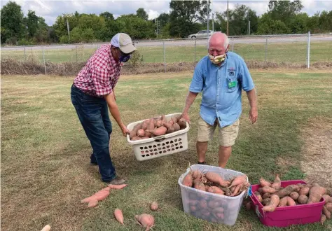  ?? (Pine Bluff Commercial/Byron Tate) ?? Kevin Harris (left), a Cooperativ­e Extension Service agent, and volunteer Roger Area tend to a basketful of sweet potatoes as the crop at the Extension garden was being harvested late this summer.