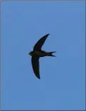  ?? PHOTO BY DICK COOMBES. ?? A swift in flight.