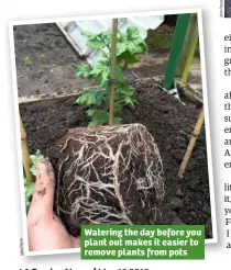  ??  ?? Watering the day before you plant out makes it easier to remove plants from pots