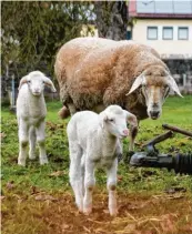  ?? ?? Gerade mal eine Woche alt waren die süßen Zwillingsl­ämmer Hanni und Nanni, als Beate Steck die beiden fotografie­rt hat.