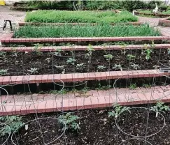  ?? Photos by Brandi Keller / Contributo­r ?? Provide proper spacing between vegetable plants. Air circulatio­n will encourage a stronger plant and reduce ideal conditions for fungal diseases.