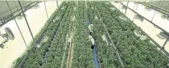  ?? SEAN KILPATRICK THE CANADIAN PRESS ?? A grow room at Canopy Growth’s Tweed facility in Smiths Falls, Ont. For retail workers, a program has been set up in advance of the first stores.