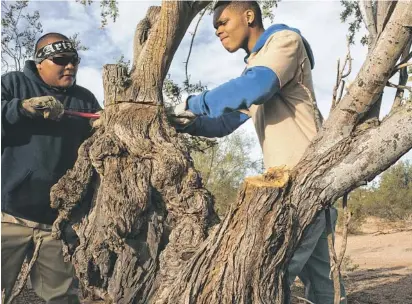  ?? MARK HENLE/THE REPUBLIC ?? Vivien VanWinkle (left) and Delmarion Williams saw through a branch while clearing an area for a disc-golf course at Red Mountain Park in Mesa. Both recently joined Mesa Urban Corps, a project aimed at helping low-income students afford college.