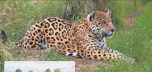  ?? GZA: KARINA L./ CLT ?? EMBLEMA. El yaguareté había desapareci­do de tierras correntina­s. Este año nacieron los dos primeros cachorros.