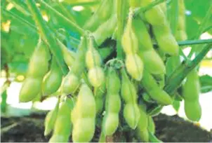 ??  ?? Last year, soya beans imports drained $172 million from the fiscus, with farmers only managing to produce 30 000 tonnes
