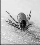 ?? PUBLIC HEALTH AGENCY OF CANADA ?? A female blacklegge­d tick embedded in a human arm. The Lyme diseasecar­rying creatures are exceedingl­y common on the South Shore, where many have contracted the illness.